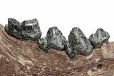 Fossil Cave Hyena (Crocuta crocuta spelaea) Mandible - Siberia #269615-2